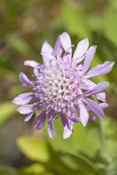 Flores escabiosas da montanha — Fotografia de Stock