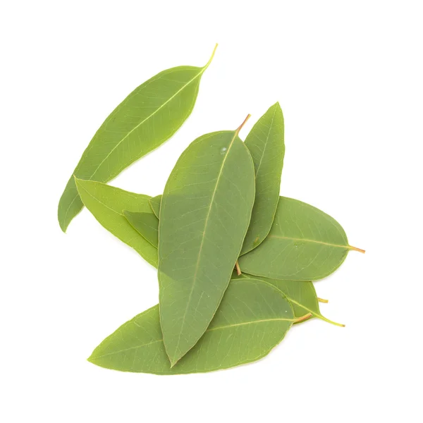 Feuilles d'eucalypus fraîches isolées sur fond blanc — Photo