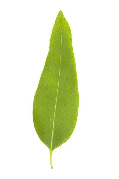 Fresh eucalypus leaves isolated on white background — Stock Photo, Image