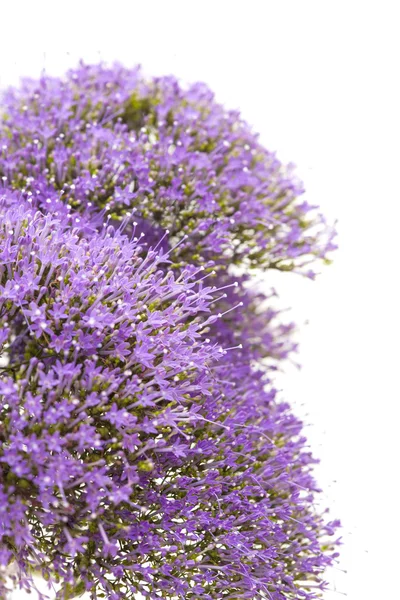 光紫 pentas 花は白で隔離 — ストック写真