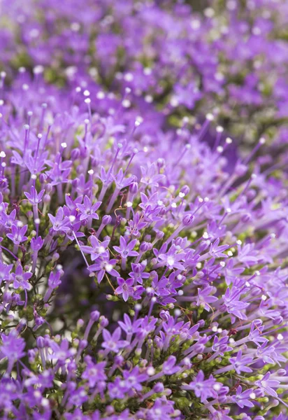 Luz pentas púrpura flores —  Fotos de Stock