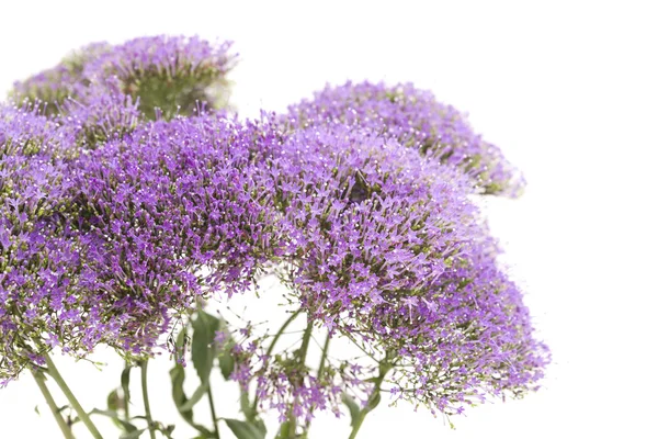 Ljus lila Femuddingssläktet blommor isolerad på vit — Stockfoto