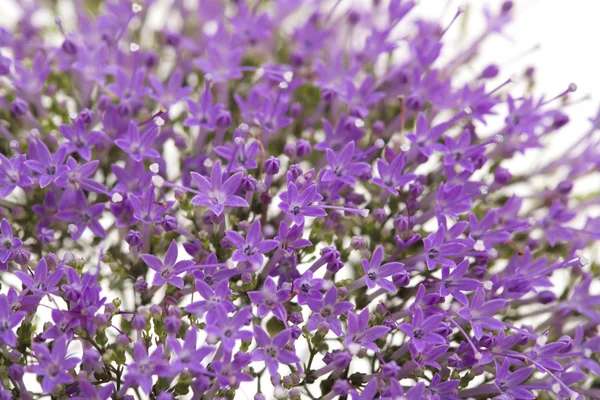 Light purple pentas flowers — Stock Photo, Image