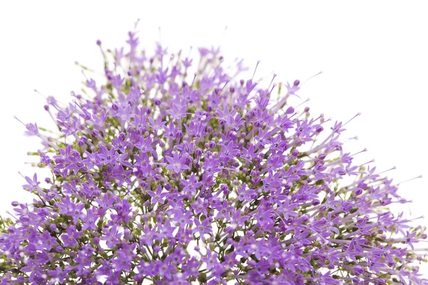 Licht paarse pentas bloemen — Stockfoto