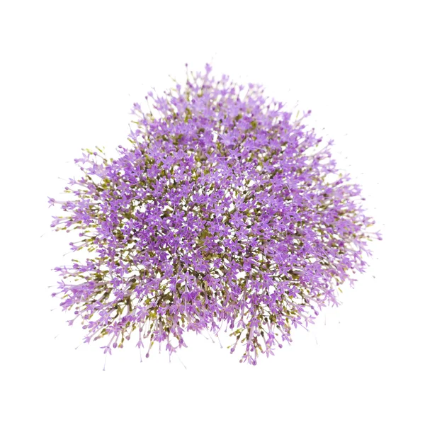 Licht paarse pentas bloemen geïsoleerd op wit — Stockfoto