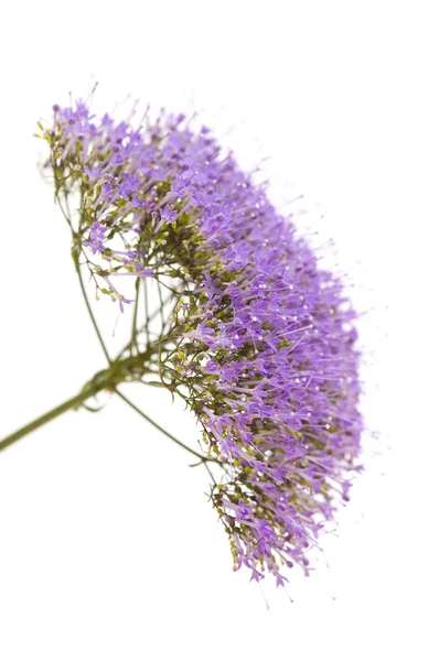 Licht paarse pentas bloemen geïsoleerd op wit — Stockfoto