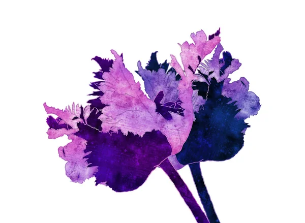 Illustration de tulipe perroquet — Photo