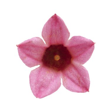  Brachychiton bidwillii, cüce kurrajong