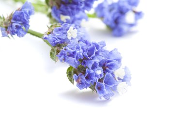 Limonium sinuatum, statice