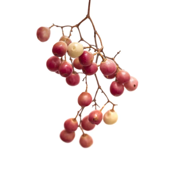 핑크 후추의 열매 클러스터 흰색 절연 — 스톡 사진