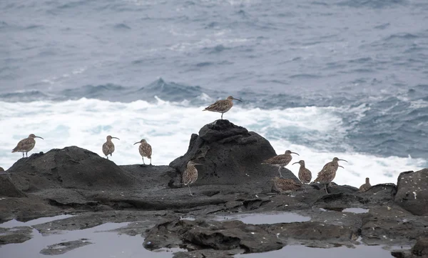 Flock of slender-billed curlews — Stock Photo, Image