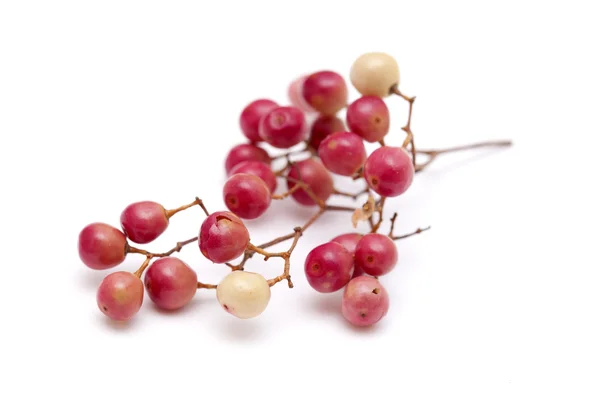 Pink peppercorn clusters isolated on white — Stock Photo, Image