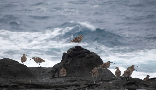 Flock of slender-billed curlews — Stock Photo, Image