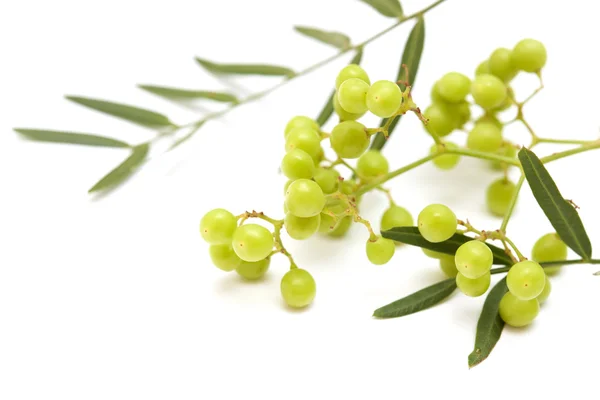 Pink peppercorn clusters isolated on white — Stock Photo, Image