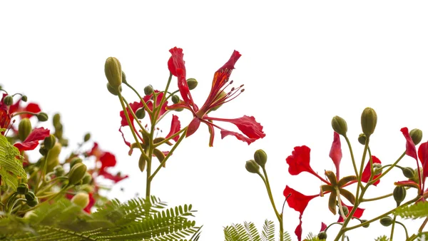 Kvetoucí Delonix regia — Stock fotografie