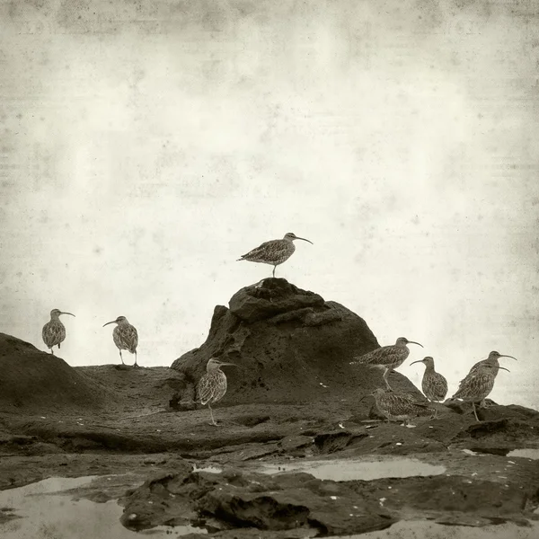Hejno štíhlé účtoval curlews — Stock fotografie