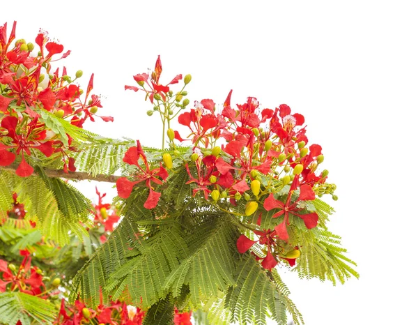 Flowering Delonix regia — Stock Photo, Image