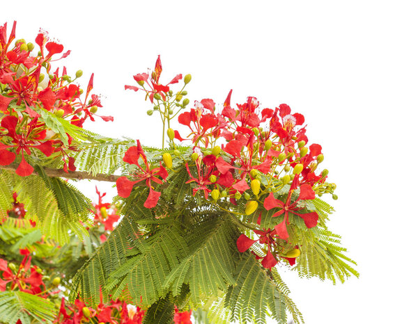 Floydelonix regia
