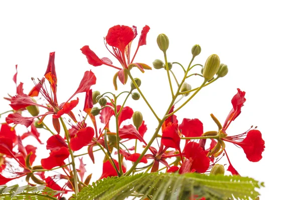 Blommande Delonix regia — Stockfoto