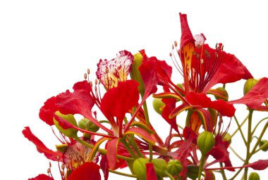 Flowering Delonix regia clipart