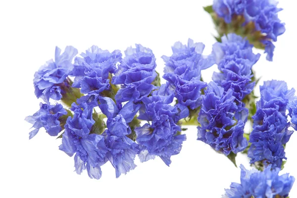 Limonium sinuatum, statice — 스톡 사진