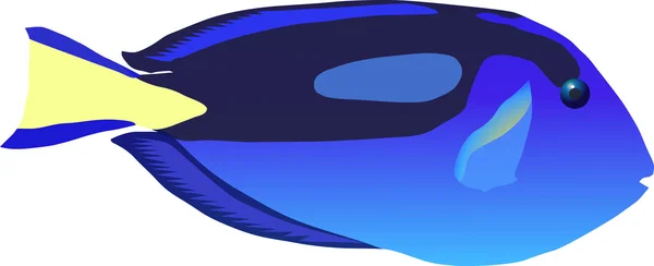Блакитна риба Тан — стокове фото