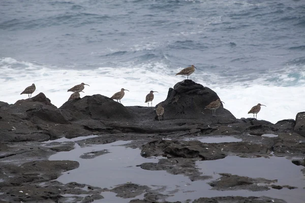 Flock of slender-billed curlews — Stock Photo, Image