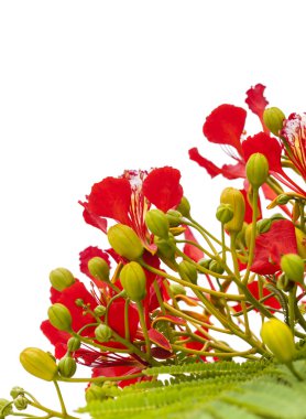 Çiçekli Delonix regia
