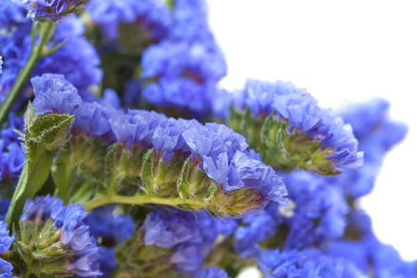 Limonium sinuatum, estadística —  Fotos de Stock