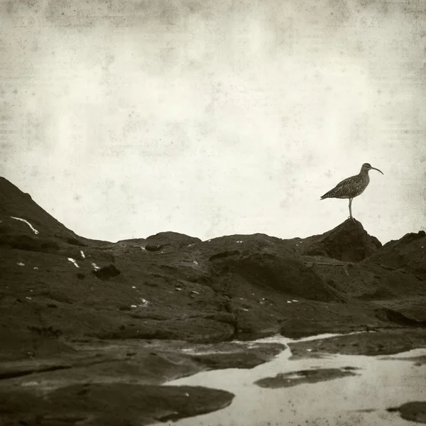 Hejno štíhlé účtoval curlews — Stock fotografie