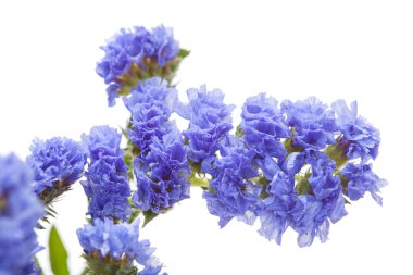 Limonium sinuatum, statice