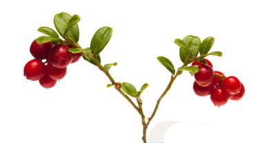 lingonberry branches isolated on white clipart