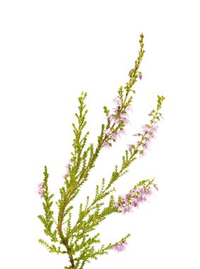 Calluna vulgaris, ortak heather