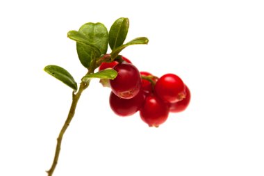 lingonberry branches isolated on white clipart