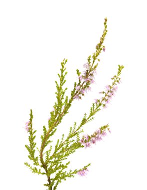 Calluna vulgaris, ortak heather