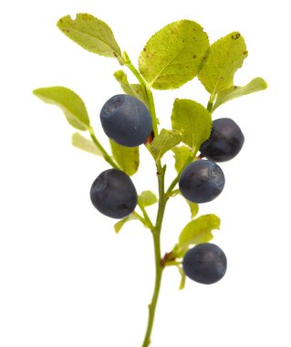 Bilberry dalları meyveleri ile