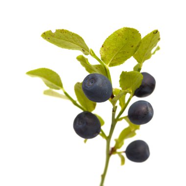 Bilberry dalları meyveleri ile