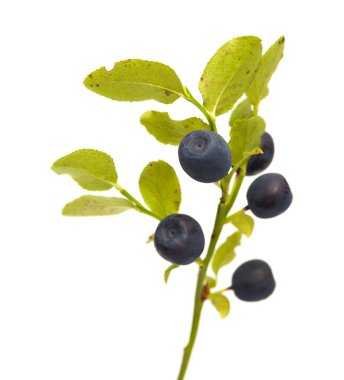Bilberry dalları meyveleri ile