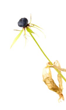 gerçek lover's knot zehirli berry