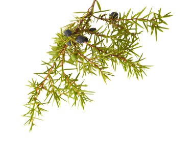 common juniper twig with ripe and unripe berries  clipart