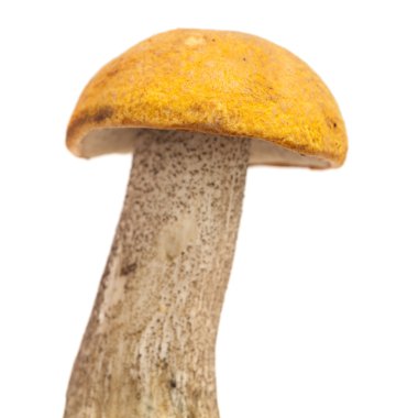 Leccinum aurantiacum, kırmızı şapkalı scaber sapı