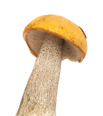 Leccinum aurantiacum, kırmızı şapkalı scaber sapı