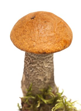 Leccinum aurantiacum, kırmızı şapkalı scaber sapı