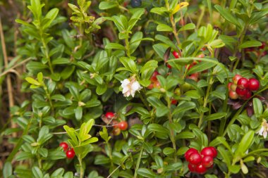 yosun olgunlaşma İsveç kirazı