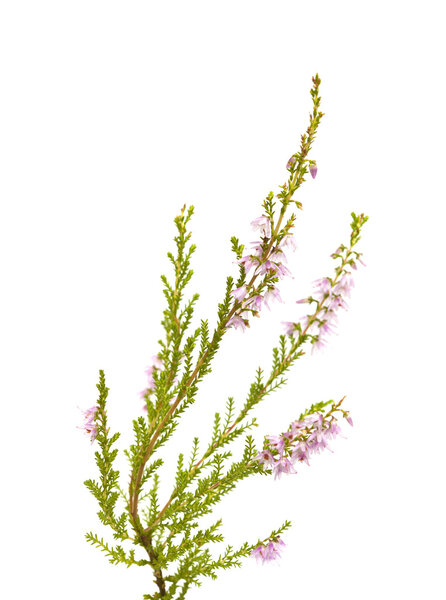Calluna vulgaris , common heather