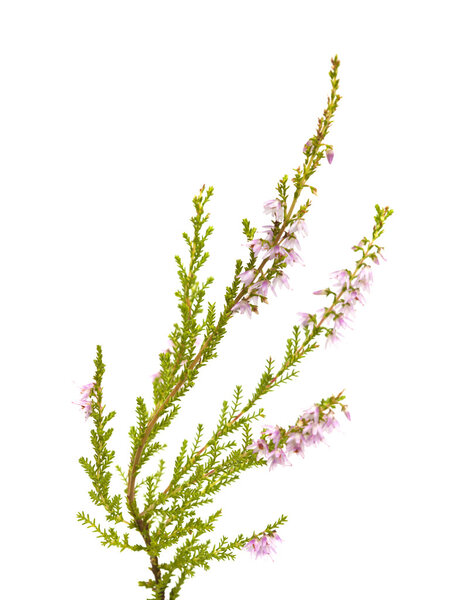 Calluna vulgaris , common heather
