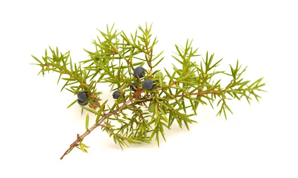 Common juniper twig with ripe and unripe berries — Stock Photo, Image