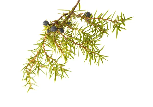 Olgun ve olgunlaşmamış meyveleri ile ortak ardıç dal