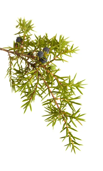 Olgun ve olgunlaşmamış meyveleri ile ortak ardıç dal