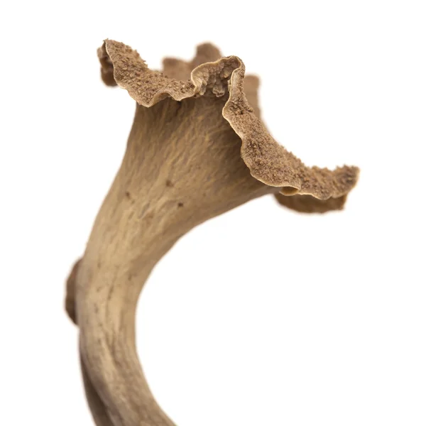 Trumpet of the dead edible mushroom — Stock Photo, Image